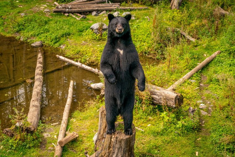 004 Sitka, Fortress of the Bear, zwarte beer.jpg